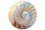 Pearl Shell Wand / Tuin Cirkel